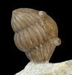 Cute Enrolled Asaphus Lepidurus Trilobite - Russia #43678-1